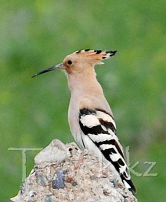 Удод - Hoopoe-Upupa epops